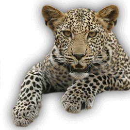 Leopard