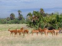 2 Tage Jeep Tsavo Ost Taita Hills Salt Lick Lodge