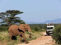 7-Tage-Jeep-Tsavo-Amboseli-Lake-Naivasha-Masai-Mara